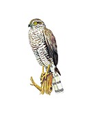 Sparrowhawk,artwork