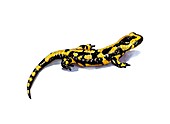 Fire salamander,artwork