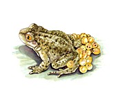 Common midwife toad and eggs,artwork