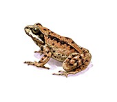 Common frog,artwork