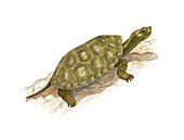 Spanish pond turtle,artwork