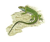 Western green lizard,artwork