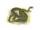 Montpellier snake,artwork