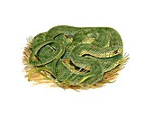 Aesculapian snake,artwork