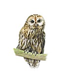 Tawny owl,artwork