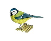 Blue tit,artwork