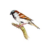 House sparrow,artwork