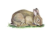 Common rabbit grazing,artwork