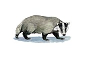 European badger,artwork