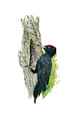 Black woodpecker,artwork