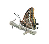 Two-tailed pasha butterfly,artwork