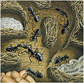 Ant nest,artwork