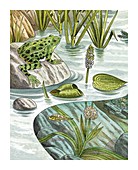 Frog life stages in a pond,artwork