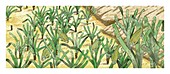 Salema porgy bream in seagrass,artwork