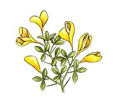 Thorny broom (Calycotome spinosa) flowers