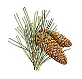 Aleppo pine (Pinus halepensis) cones
