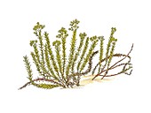 Sea spurge (Euphorbia paralias),artwork