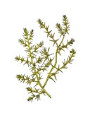 Prickly saltwort (Salsola kali),artwork