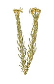 Golden samphire (Inula crithmoides)