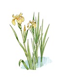 Yellow iris (Iris pseudacorus) artwork