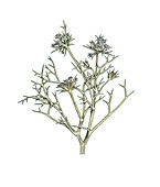 Echinophora spinosa in flower,artwork