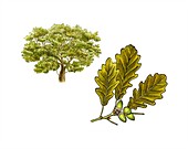 Sessile oak (Quercus petraea) in flower