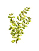 Boxwood (Buxus sempervirens),artwork