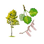 Aspen (Populus tremula) tree,artwork