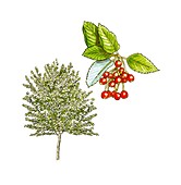 Whitebeam (Sorbus aria) tree and berries