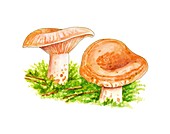 Lactarius deliciosus mushrooms,artwork