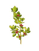 Buckthorn (Rhamnus alaternus) berries