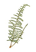 Wild asparagus (Asparagus acutifolius)