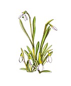 Snowdrop (Galanthus nivalis),artwork