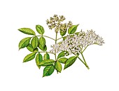 Elderflowers (Sambucus nigra),artwork
