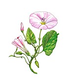 Bindweed (Convolvulus arvensis),artwork