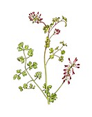 Fumaria capreolata in flower,artwork