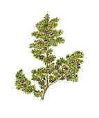 Juniper (Juniperus communis nana)