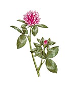 Clover (Trifolium pratense),artwork