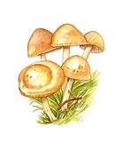 Fairy ring (Marasmius oreades) mushrooms