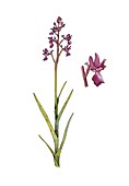 Orchid (Orchis laxiflora),artwork