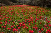 Wild Tulips (Tulipa praecox)