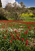 Wild Tulips (Tulipa praecox)