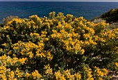 Tree Medick (Medicago arborea)