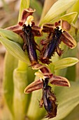 Ophrys regis-ferdinandii