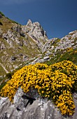 Genista legionensis,Spain