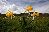 Narcissus pseudonarcissus ssp. Nobilis