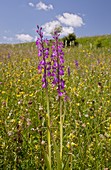 Bog Orchid (Orchis elegans