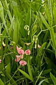 Lathyrus sylvestris