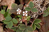 Cinquefoil (Potentilla micrantha)