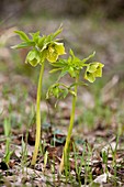 Greek Hellebore (Helleborus cyclophyllus)